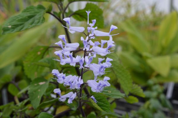 Plectranthus, Zulu- (Pflanze)